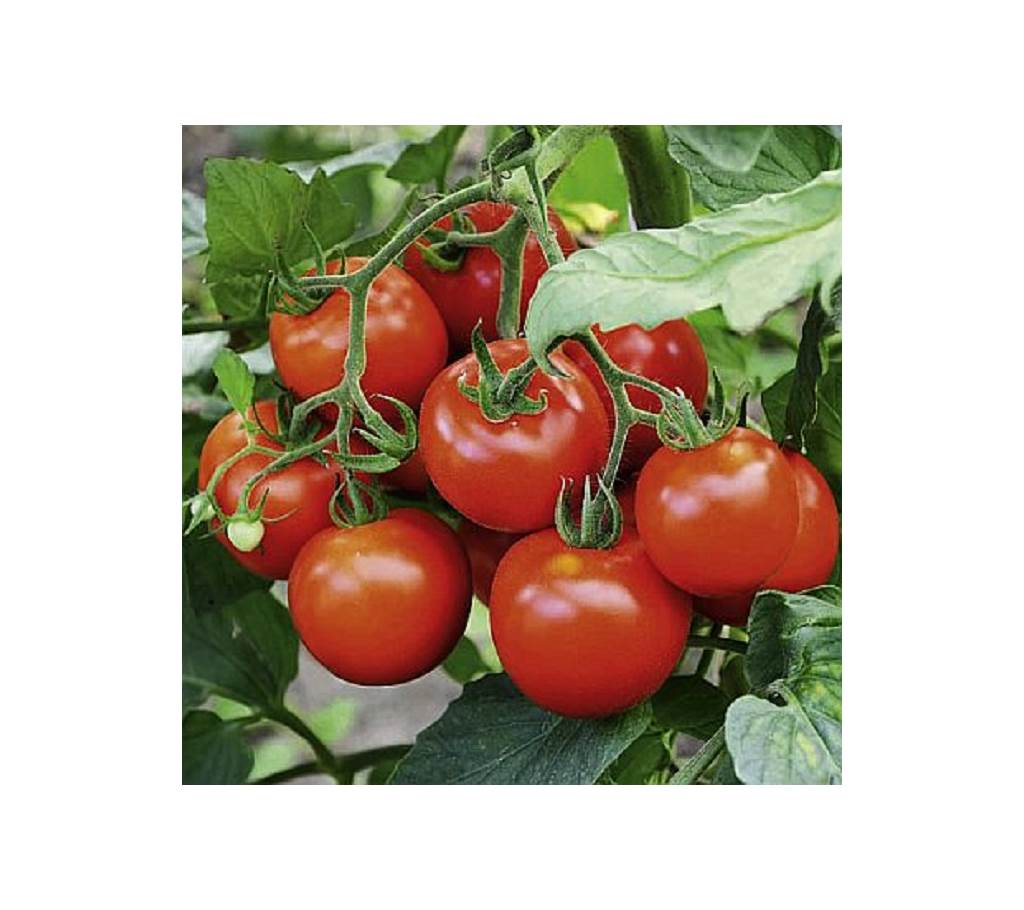 Tomato F1 হাইব্রিড সিড - 1 Pack বাংলাদেশ - 1039038