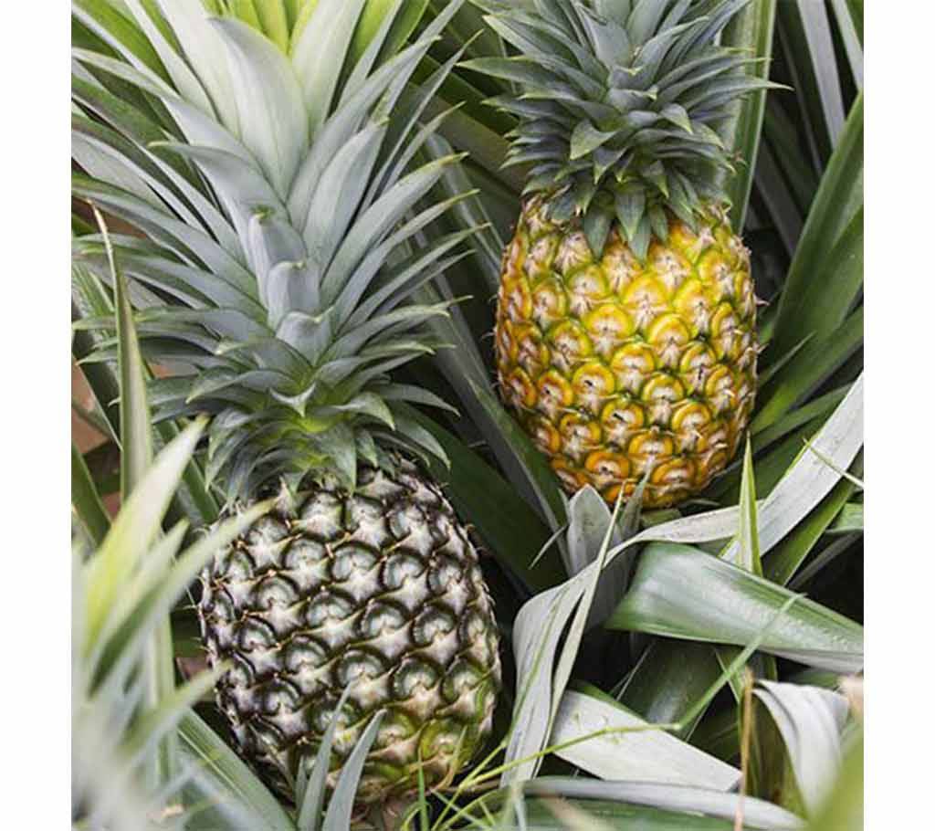 Khagrachori Pineapple  4pcs বাংলাদেশ - 1145237