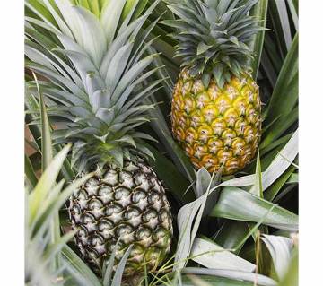 Khagrachori Pineapple  4pcs