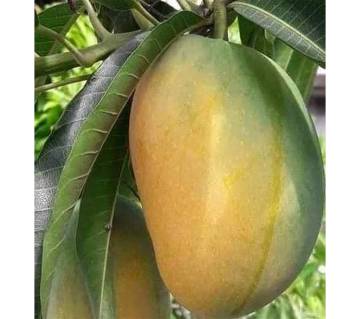 Himshagor Mango 10 Kg