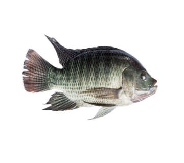 TELAPIA FISH (400-699) GM/PC-1kg
