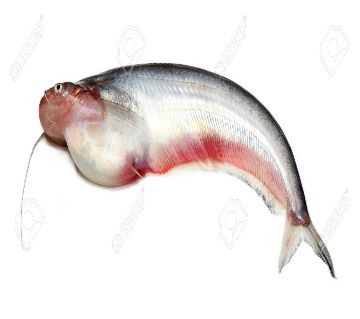 PABDA FISH POND (25-40) PCS/KG-1kg