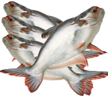 PANGAS FISH POND MEDIUM - 1 KG