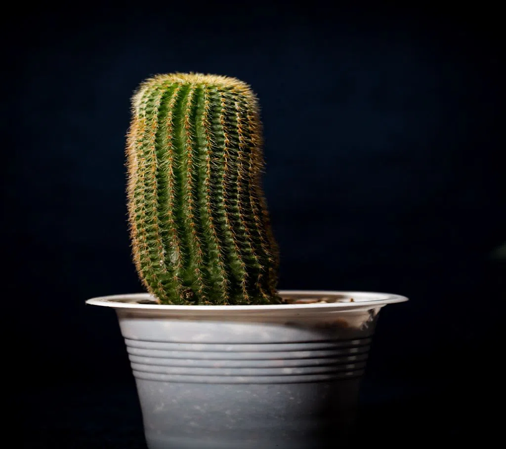 Noto cactus