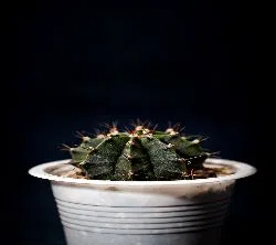Gymno cactus