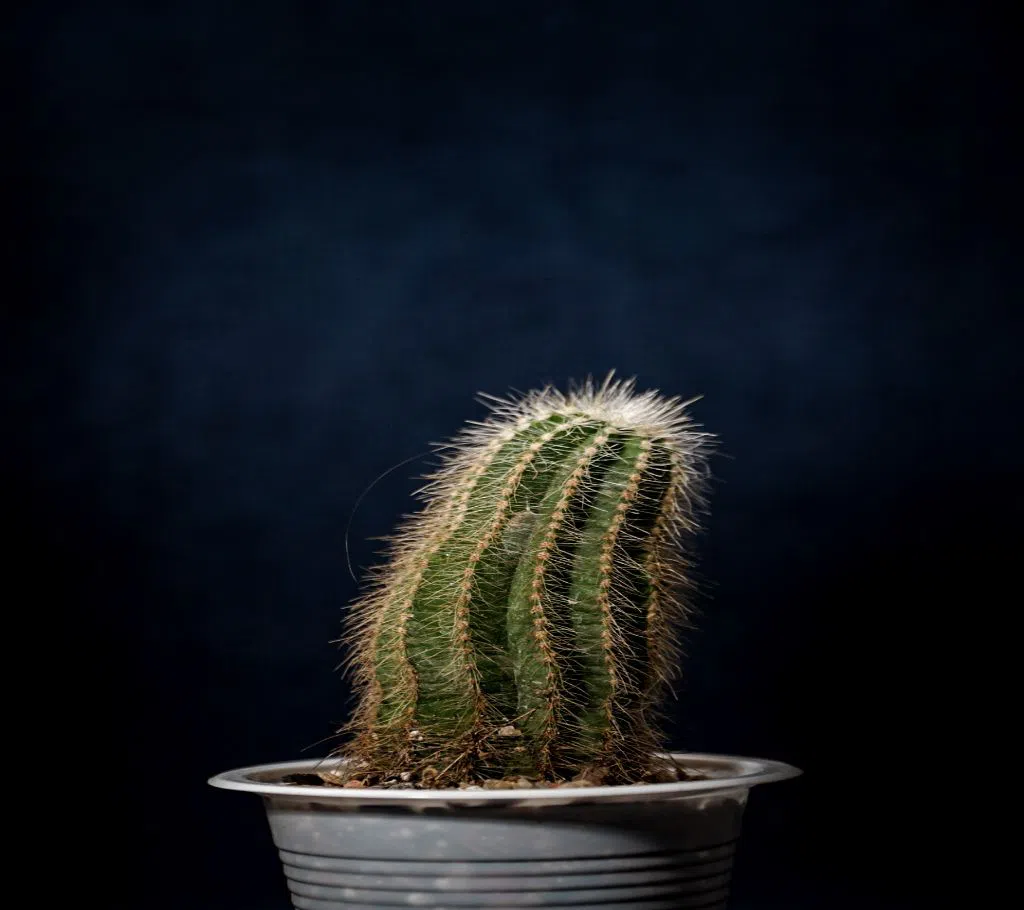 Parodia cactus
