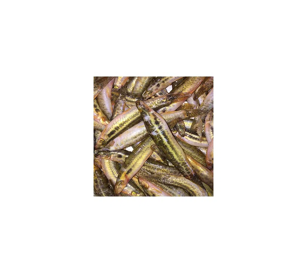 Guttum Fish ( Majhari )-1 KG 