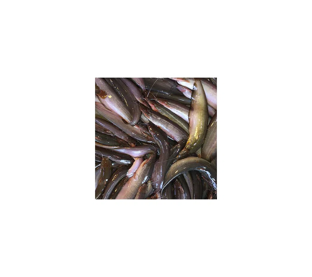 Cat Fish (SHING) [Medium]-1 KG 