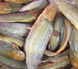 Cat Fish (Magur Medium) -1 KG 
