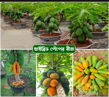 Hybrid F1 রেড লেডি পেঁপে বীজ - ৩৫ পিস