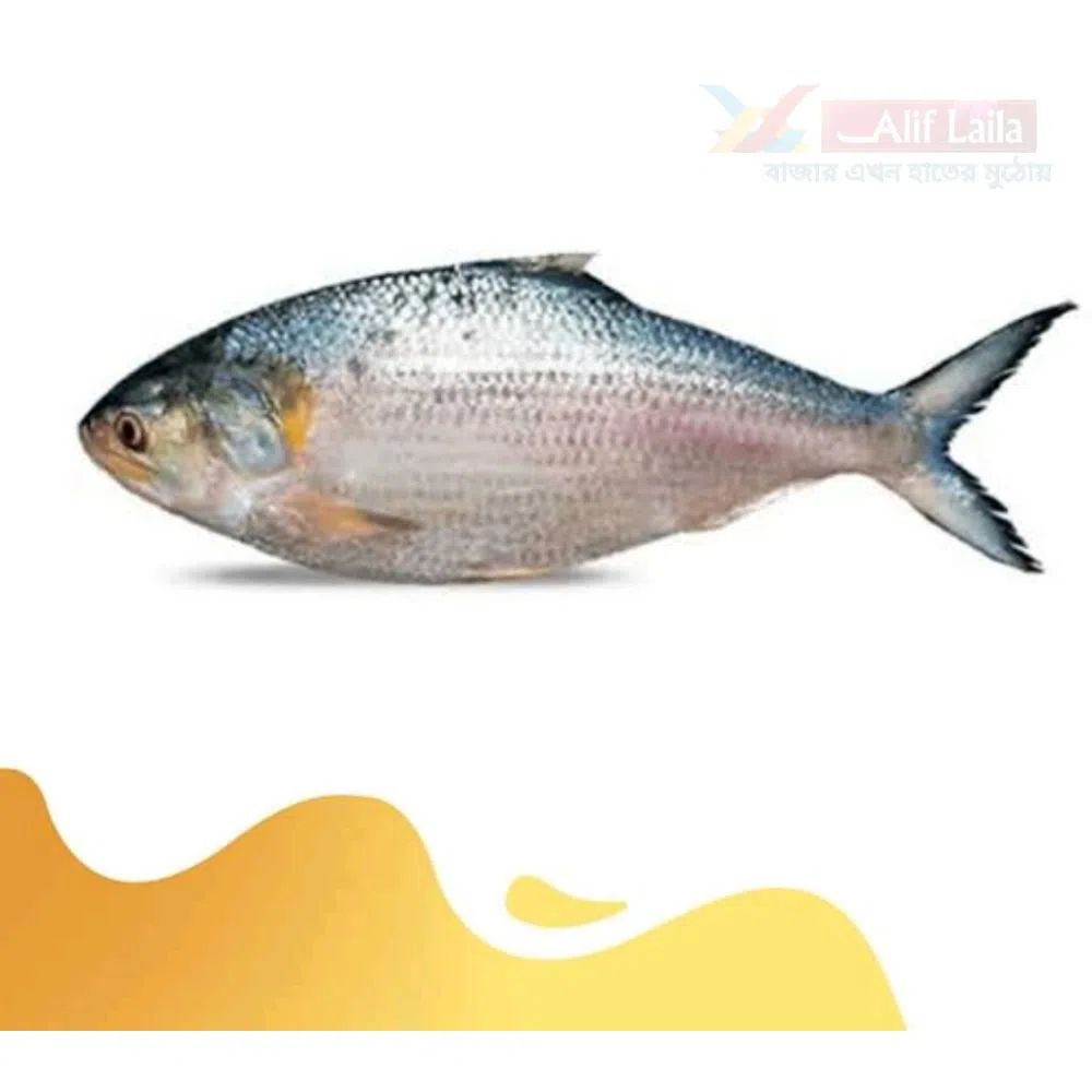 Hilsha fish (1 pc-1 kg)