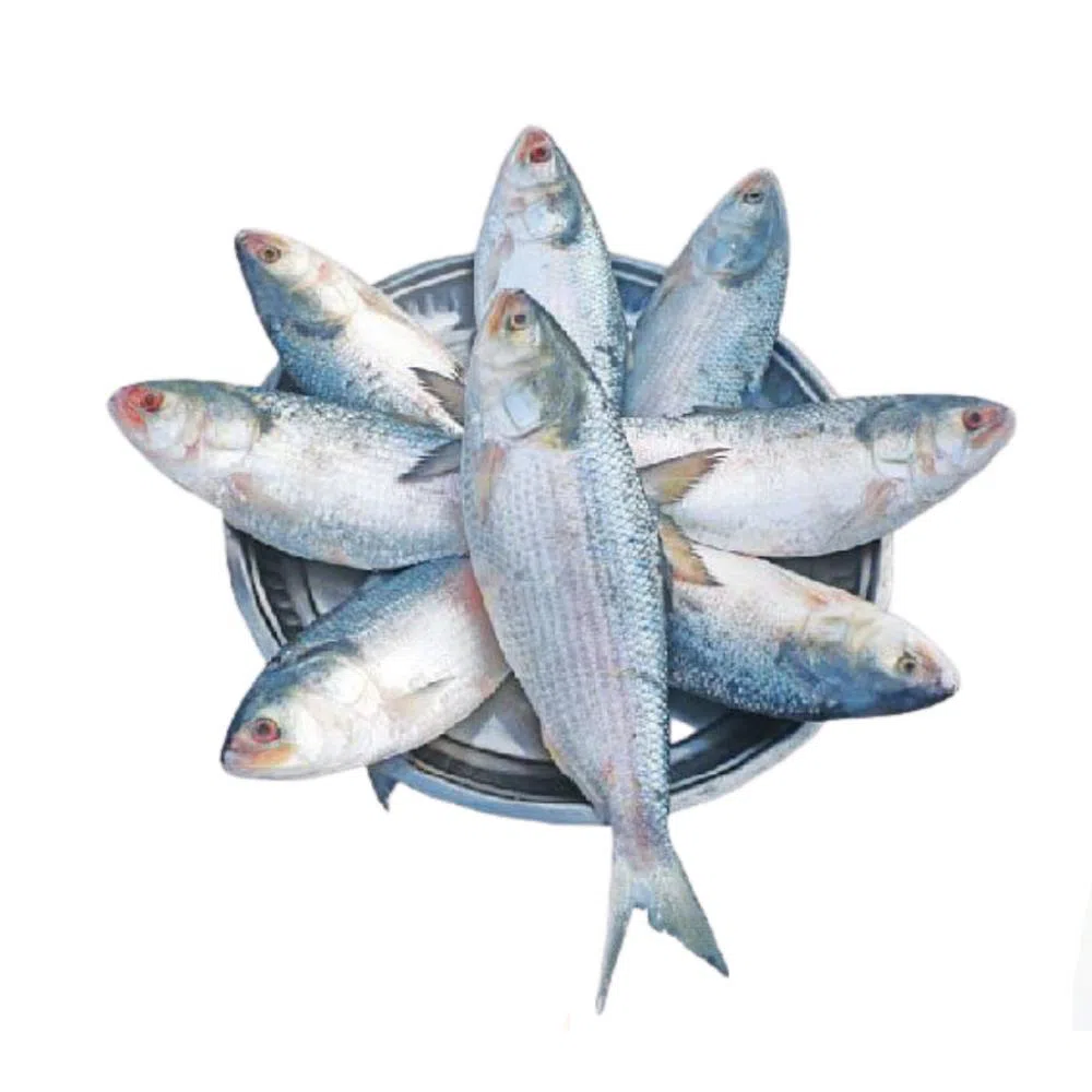 Hilsha Fish (3-4 pic-1 kg)