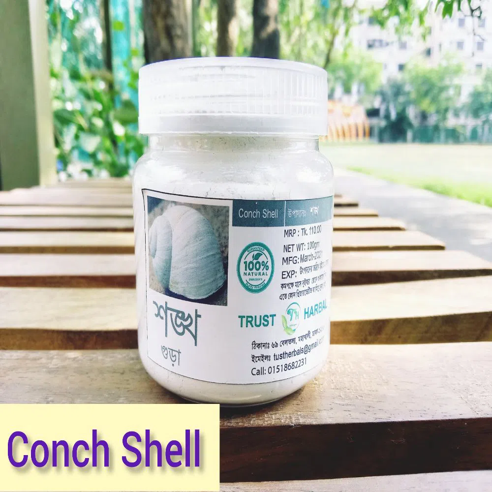 Conch shell 100G BD