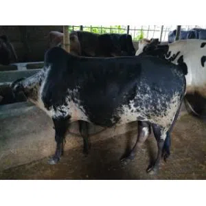 Cow Sale 098