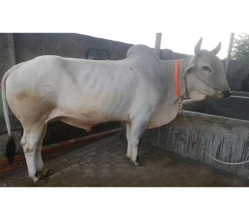 Cow for Qurbani - 001