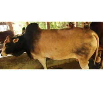 Cow for Qurbani - 007