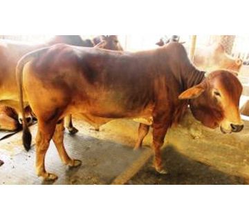 Cow for Qurbani - 011