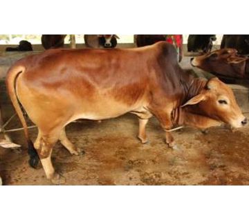 Cow for Qurbani - 019