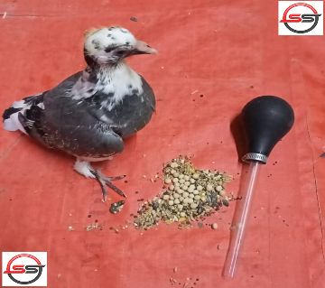Pigeon Pumper Babay Feeder Seed Tube Bbay Feeder  Pumper 1pc